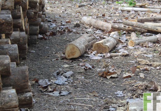 Holzernte in Loma 2023