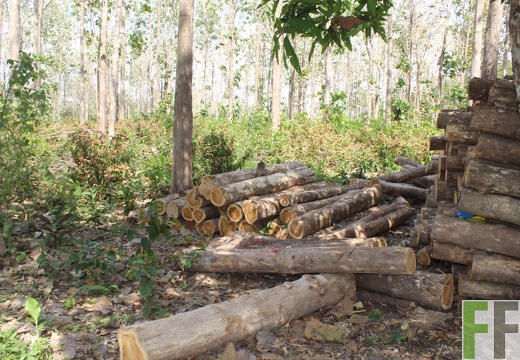 Holzernte in Loma 2023