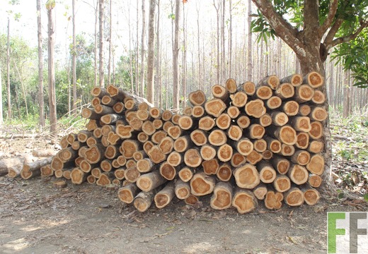 Holzernte in Loma 2023