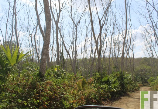 Holzernte in Loma 2023