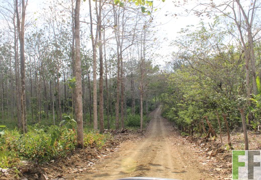 Holzernte in Loma 2023