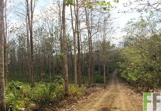 Holzernte in Loma 2023