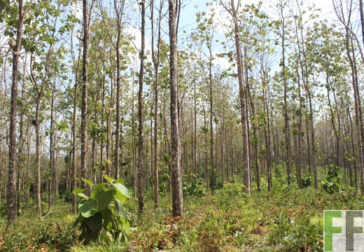 Holzernte in Loma 2023