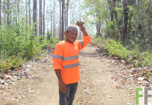 Holzernte in Loma 2023