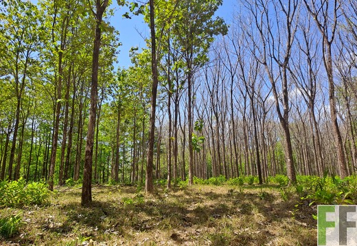 Mischwald in Las Canas