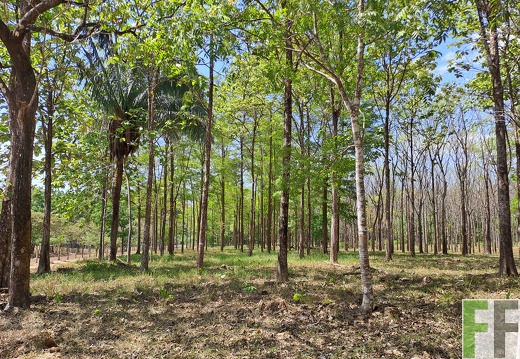 Mischwald in Las Canas