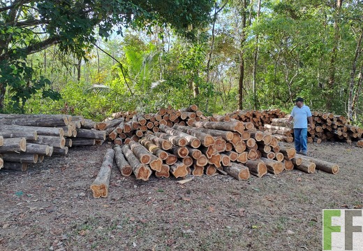 Mischwald in Las Canas