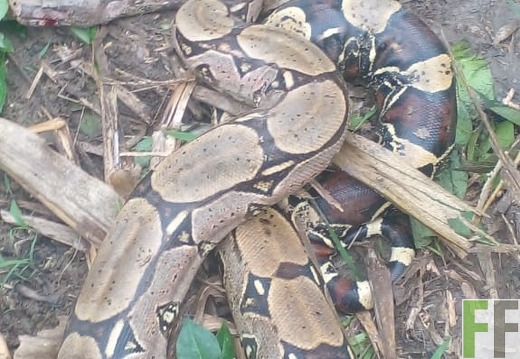 Peru Kakaofincas 2023