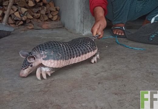 Tiersichtung in Sisa 1