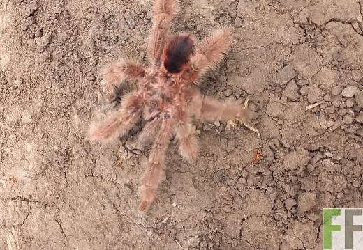 Tiersichtung in Sisa 1