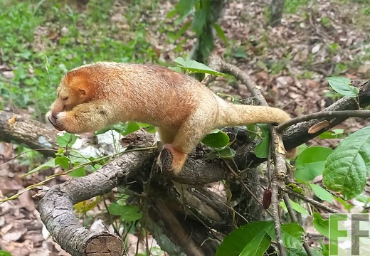 Tiersichtung in Sisa 1