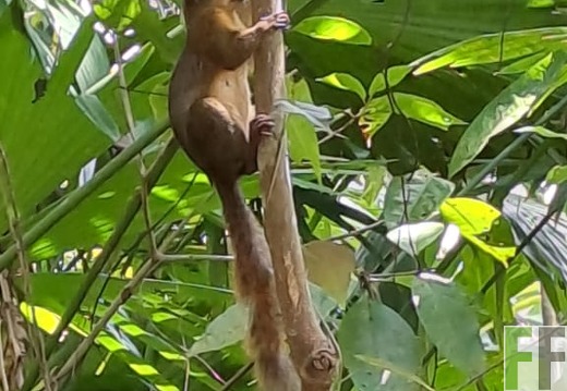 Tiersichtungen Bocas del Toro