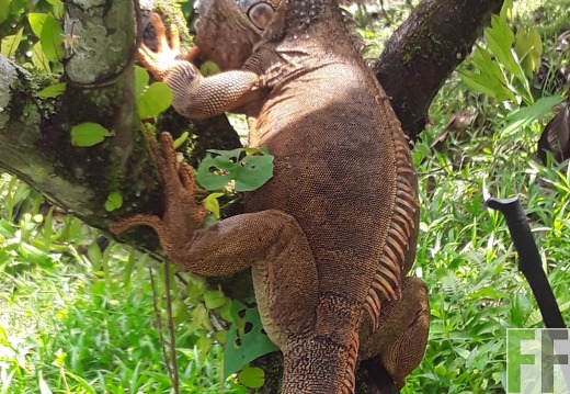 Tiersichtungen Bocas del Toro