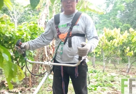 Mitarbeiter bei der Arbeit im Kakaowald
