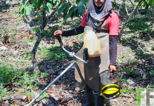 Mitarbeiter bei der Arbeit im Kakaowald