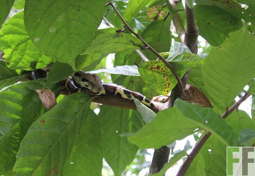 Boa constrictor Linnaeus_2