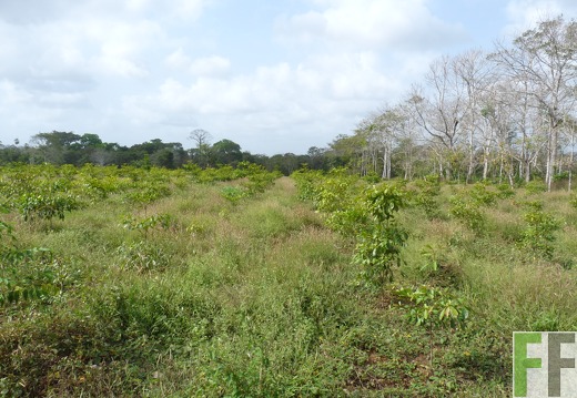 Finca Lara
