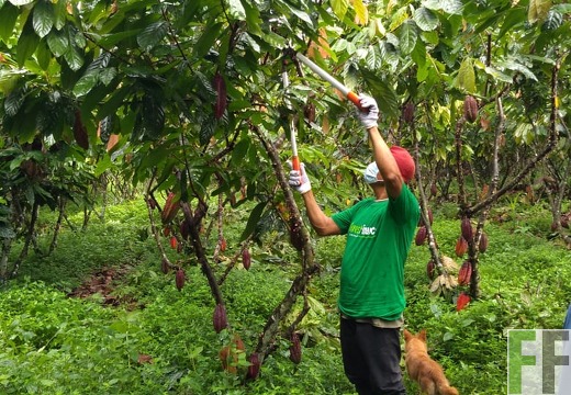 Kakaopflege Peru Corona