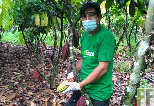 Kakaopflege Peru Corona Tonny Lopez