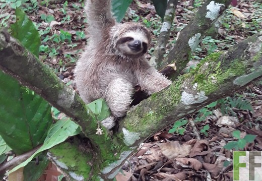 Faultier in Bocals del Toro