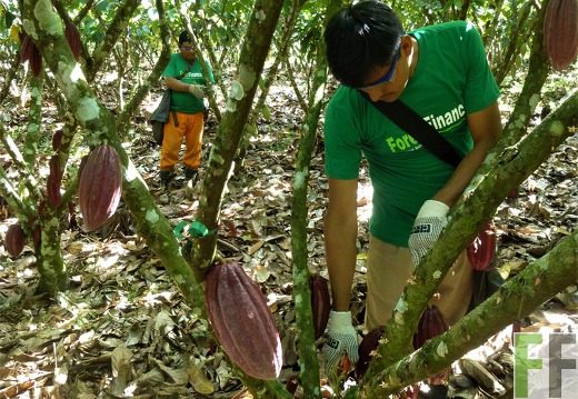 Kakaoernte und -pflege