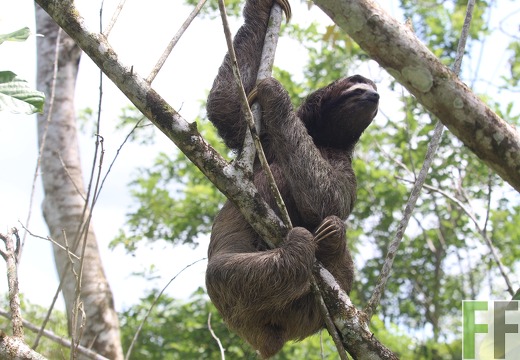 Dreifinger-Faultier Bradypodidae