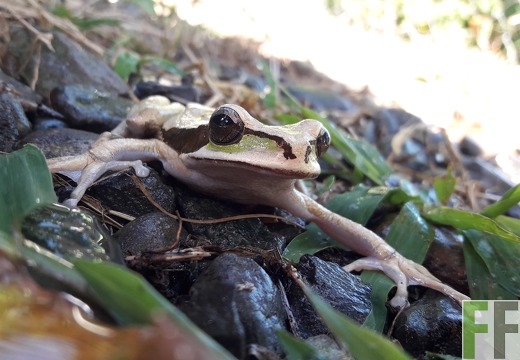 Costa-Rica Laubfrosch Smilisca phaeota