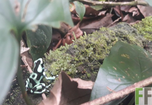 Goldbaumsteiger Dendrobates auratus