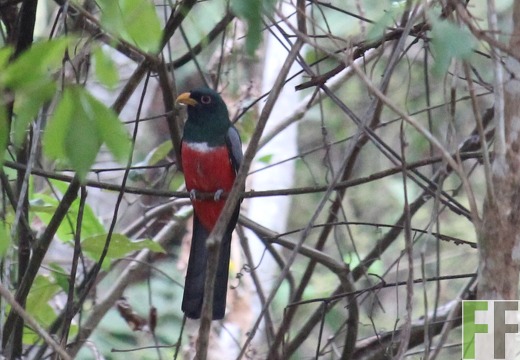 Schieferschwanztrogon Trogon Massena