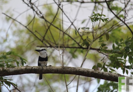 Notharchus hyperrhynchus