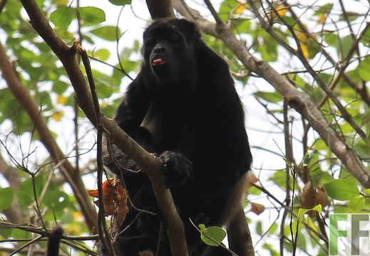 Mantelbrüllaffe Alouatta palliata palliata