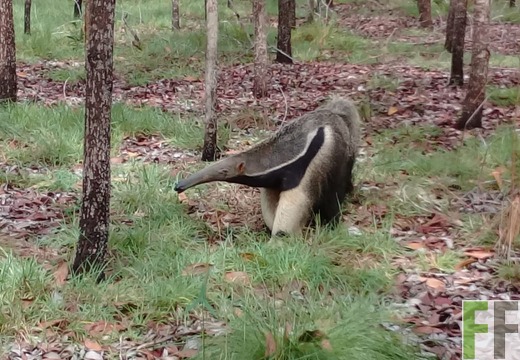 Ameisenbär Kolumbien