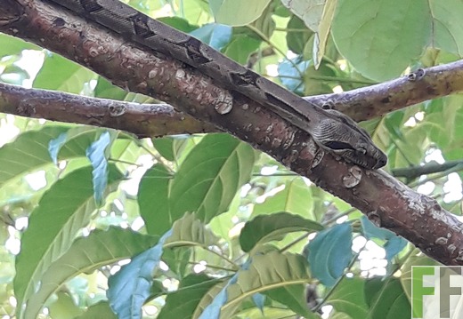 Boa Constrictor in Boca del Monte
