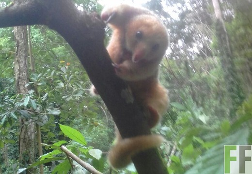 Pygmäen Ameisenbär, Tapacara