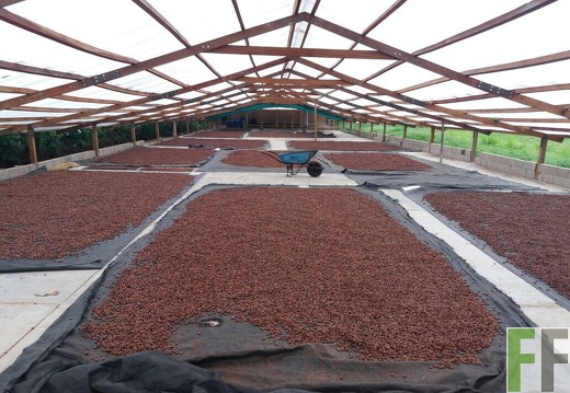 Trockung von Kakao in Peru