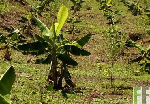 Junge Pflanzung in Peru