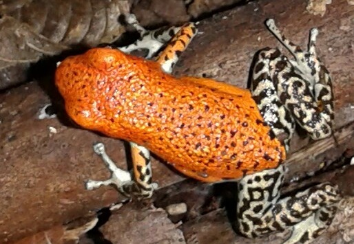 Rotrücken-Baumsteiger