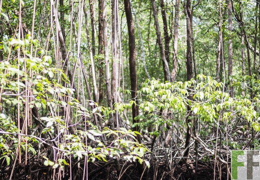 Mangroven