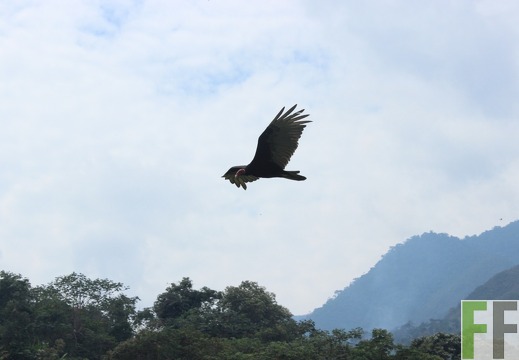 Kakaofinca Peru 2016
