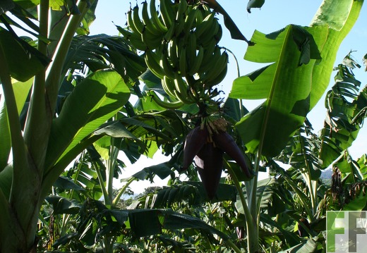 Platanos Kochbananen