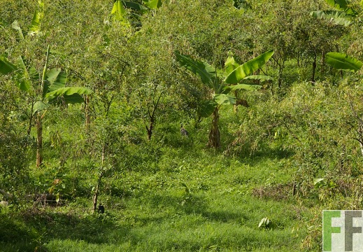 Peru 2013, Finca Sisa