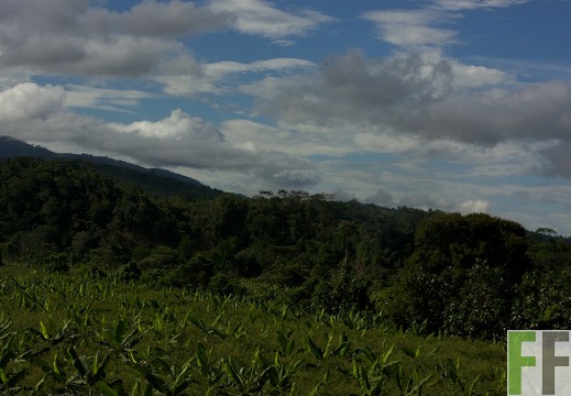Peru 2013, Finca Sisa