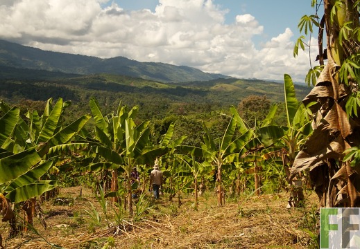 Peru 2013, Finca Sisa