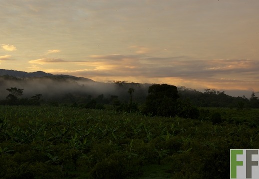 Peru 2013, Finca Sisa
