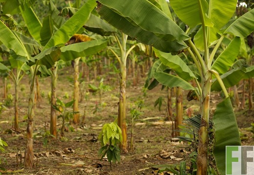 Peru 2013, Finca Sisa