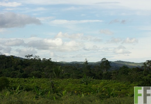 Peru 2013, Finca Sisa
