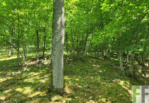 2025 06 28 Waldbilder Fuhrung (2)