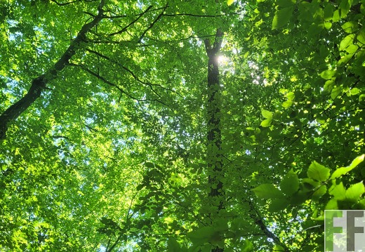 2025 06 28 Waldbilder Fuhrung (4)