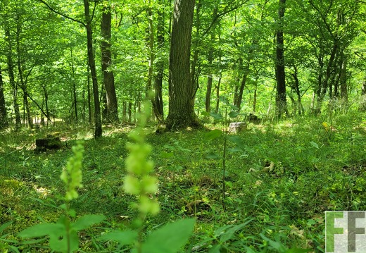 2025 06 28 Waldbilder Fuhrung (15)