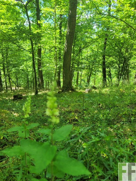 2025_06_28_Waldbilder_Fuhrung (15).jpg